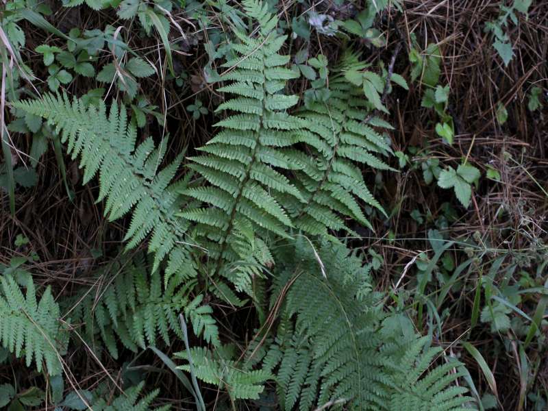 Dryopteris cfr. filix-mas